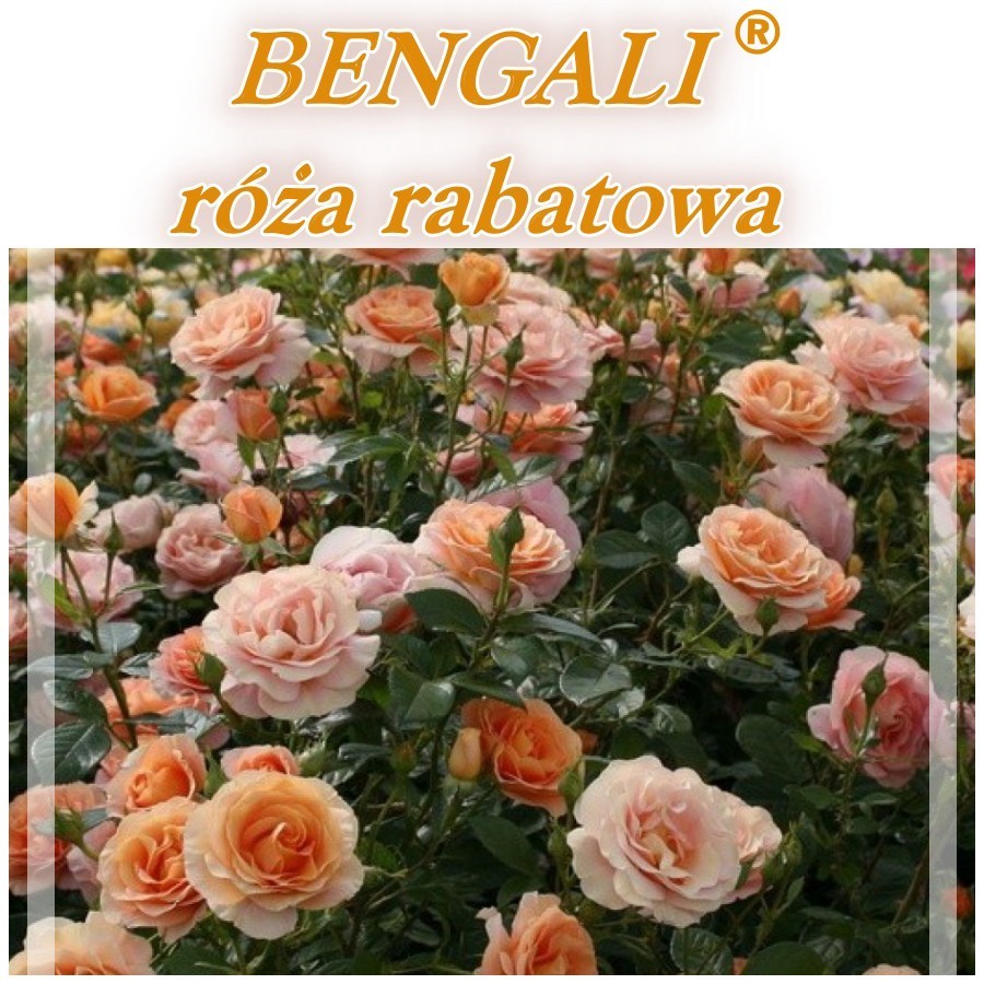 Bengali róże rabatowe